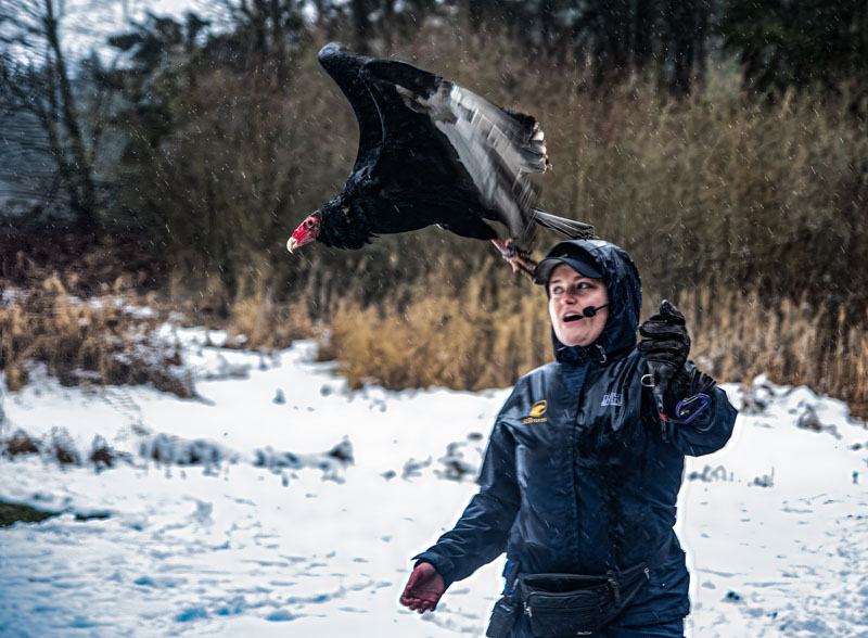 Carl ErlandWildlife, Creatures, Critters and PetsFebruary 15, 2025Flying Demo
