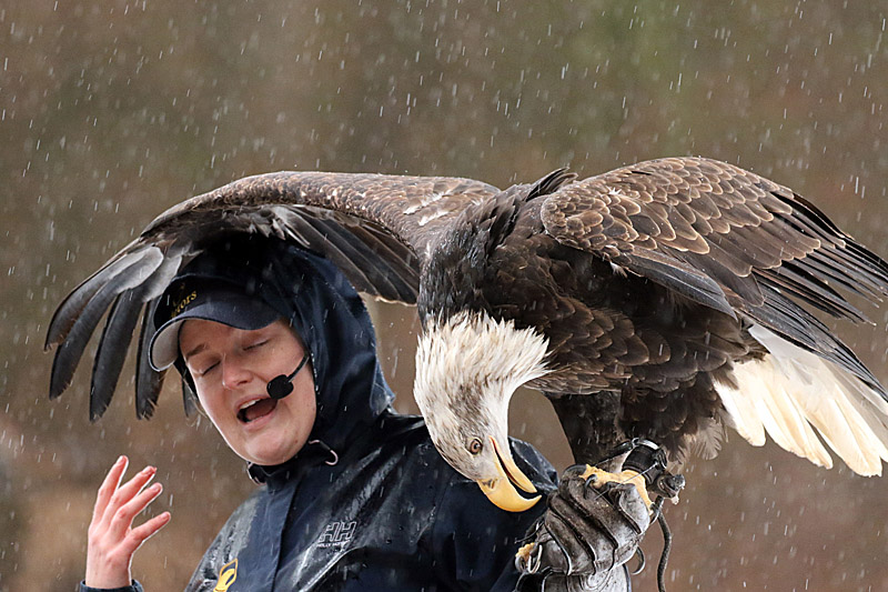 Willie HarvieWildlife, Creatures, Critters and PetsNo need for an umbrella
