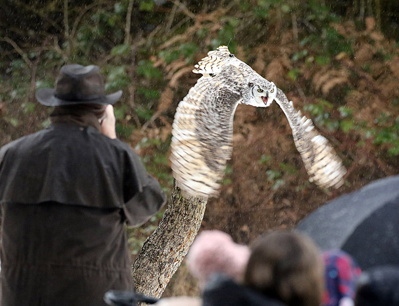 Willie HarvieWildlife, Creatures, Critters and PetsReady or not, here I come