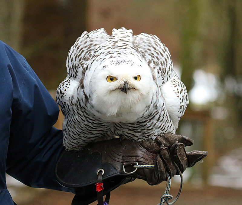 Willie HarvieWildlife, Creatures, Critters and PetsFeb. 15, 2025I'm feelilng grumpy today