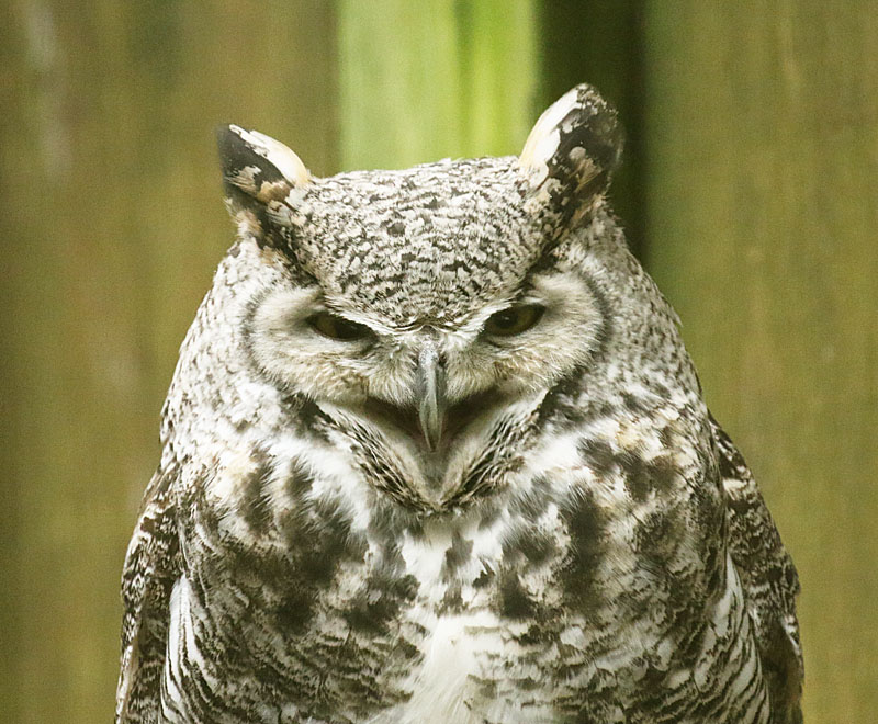 Willie HarvieWildlife, Creatures, Critters and PetsFeb. 15, 2025Don't give a Hoot