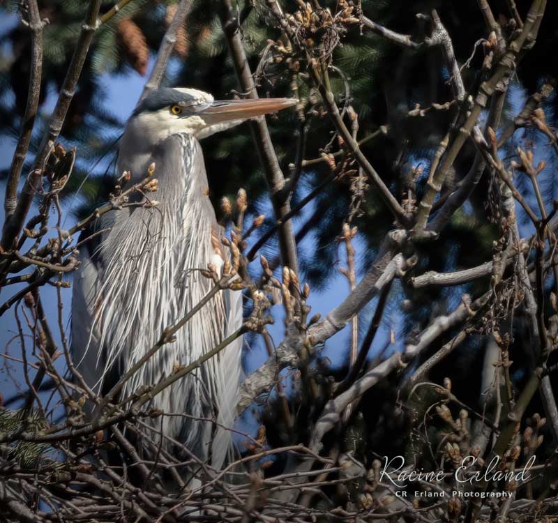 Racine ErlandWildlife, Creatures, Critters and PetsFeb. 15, 2025Heron Nesting Season