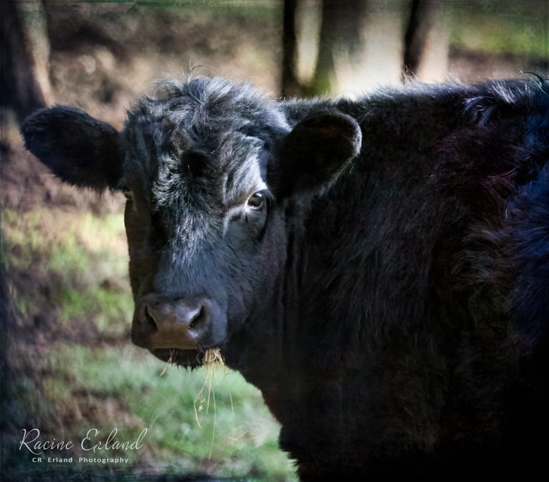 Racine ErlandWildlife, Creatures, Critters and PetsFeb. 15, 2025Good choice, I'm the handsomest one in the herd!