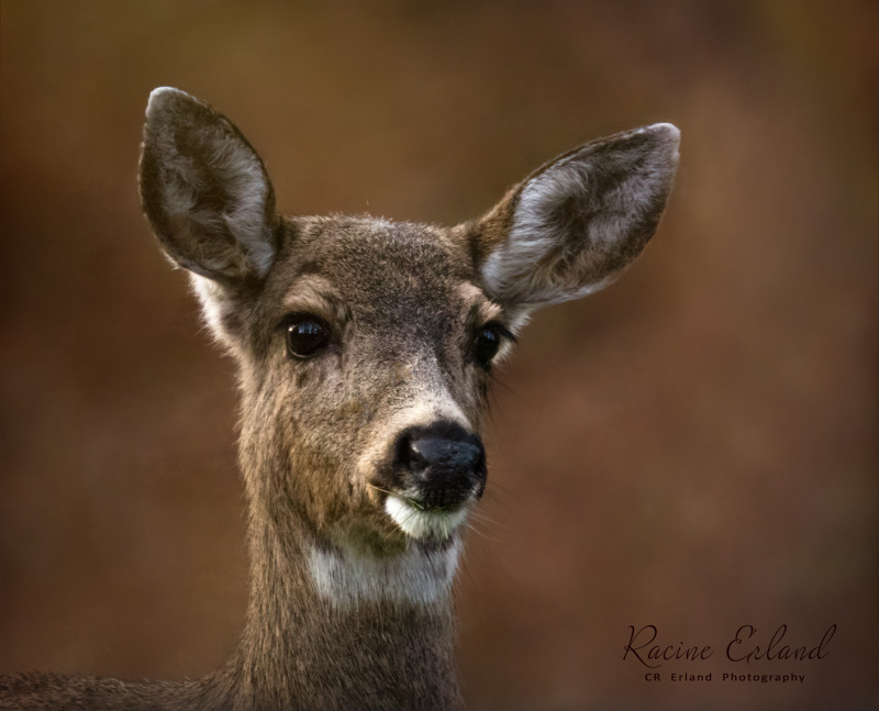 Racine ErlandWildlife, Creatures, Critters and PetsFeb. 15, 2025Cautious or Curious