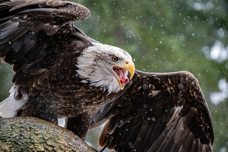 Claus MadsenWildlife, Creatures, Critters and PetsFebruary 15, 2025Lunch