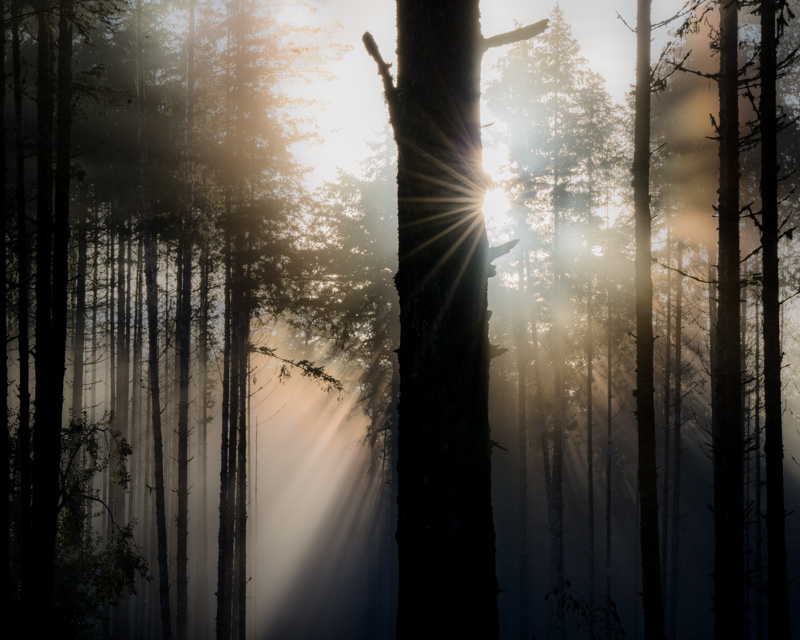 Valerie Payne2025 MarchLondon Drugs Canvas PrintTheme: Beautiful Cowichan ValleyA Magic Place