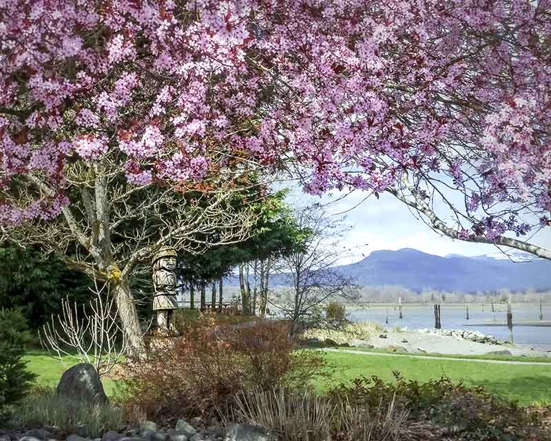 Rachel Penney2025 MarchLondon Drugs Canvas Print Beautiful Cowichan ValleySpring Welcome to Warmland