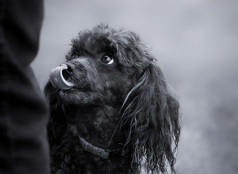 Racine ErlandEvening Favourites - Black & WhiteMarch 2025Another treat....please1st Place
