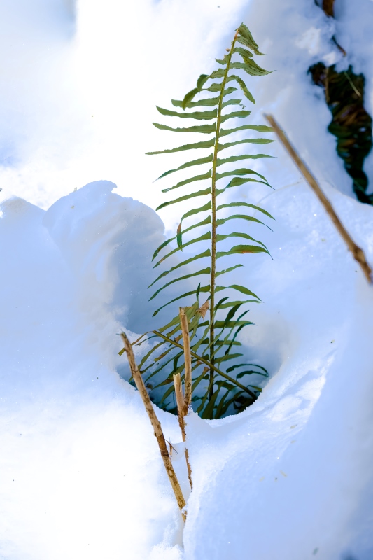 Marilyn JeffriesFrozen Things- February 1-14, 2025Standing Tall