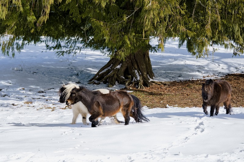 Marilyn JeffriesWildlife,Critters, Creatures and PetsFeb 15-28, 2025I'll Race You !