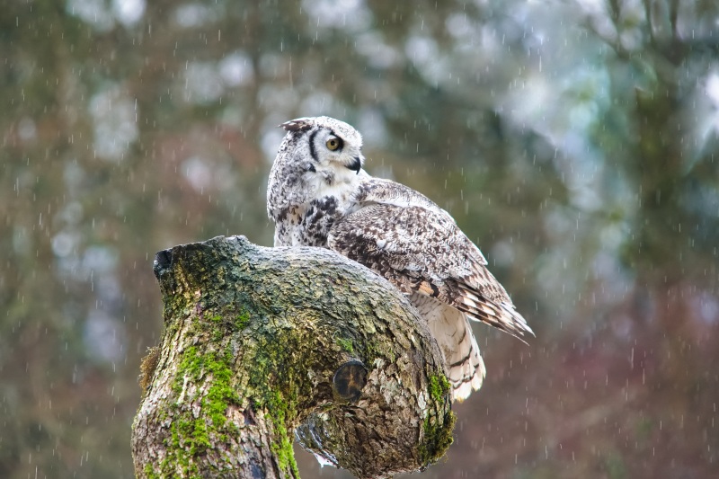 Marilyn JeffriesWildlife,Critters, Creatures and PetsFeb 15-28, 2025Hoooo Can Stop This Rain ?