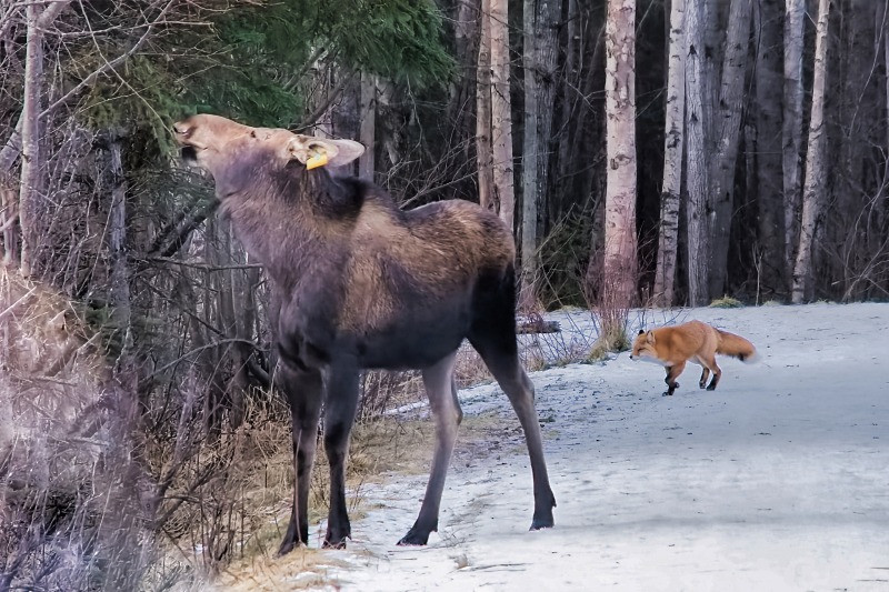 Marilyn JeffriesWildlife,Critters, Creatures and PetsFeb 15-28, 2025Yield the Right-of-way