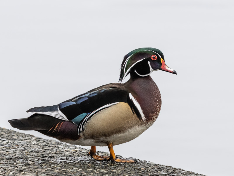 Carl ErlandMarch 2025Wood Duck