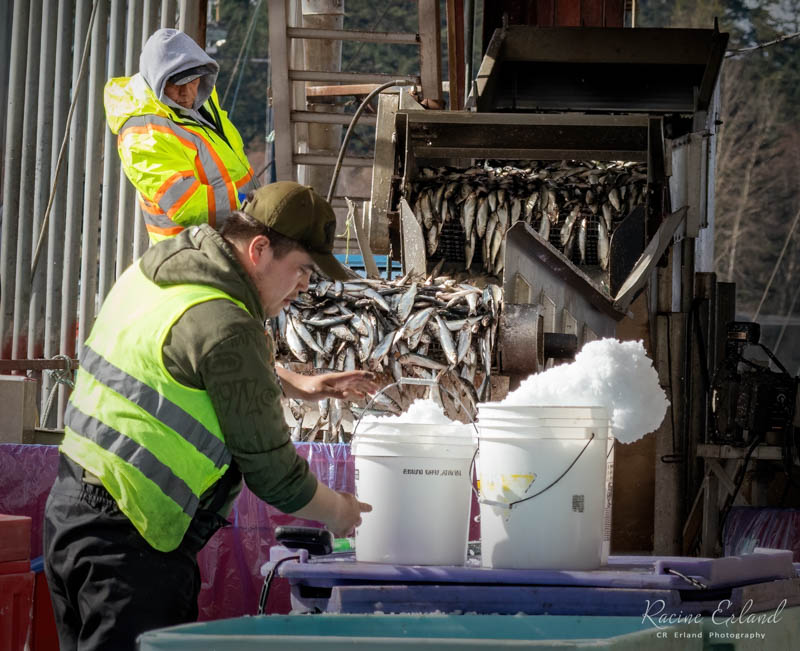Racine ErlandMarch 2025Preparing the Herring for Shipping