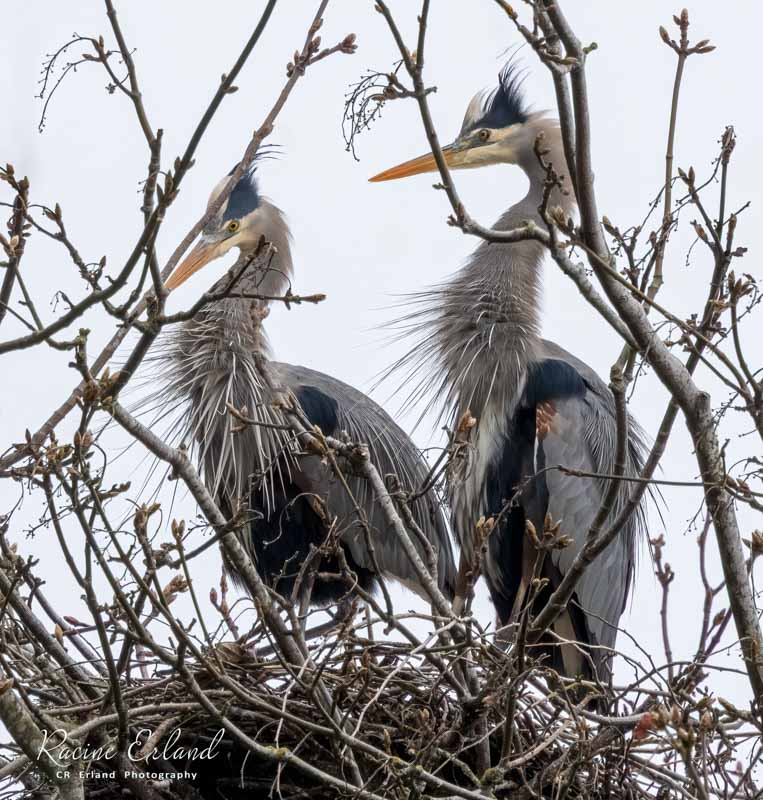 Racine ErlandMarch 2025Great Blue Heorn Nesting Pair