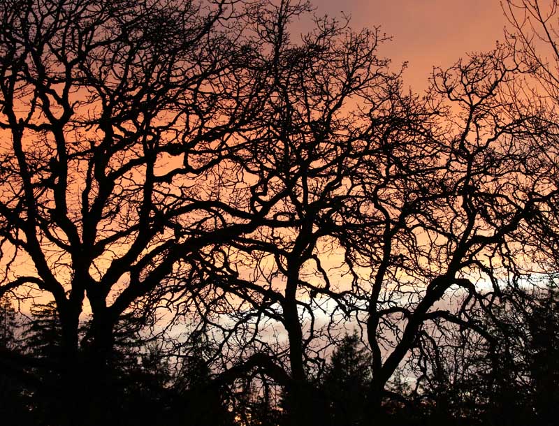 Willie HarvieMarch 2025Sunset & Maple Trees