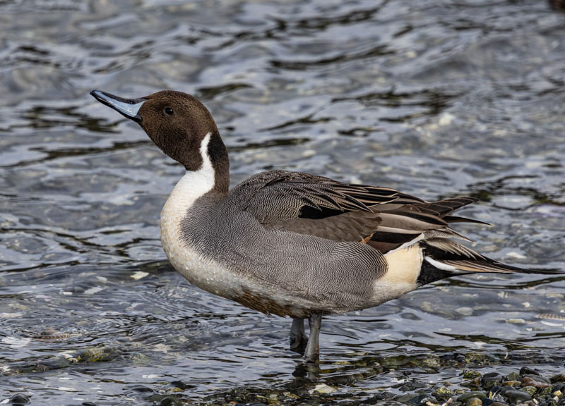 Carl ErlandMarshes, Lagoons & GardensMarch 16-31, 2025Northern Pintail