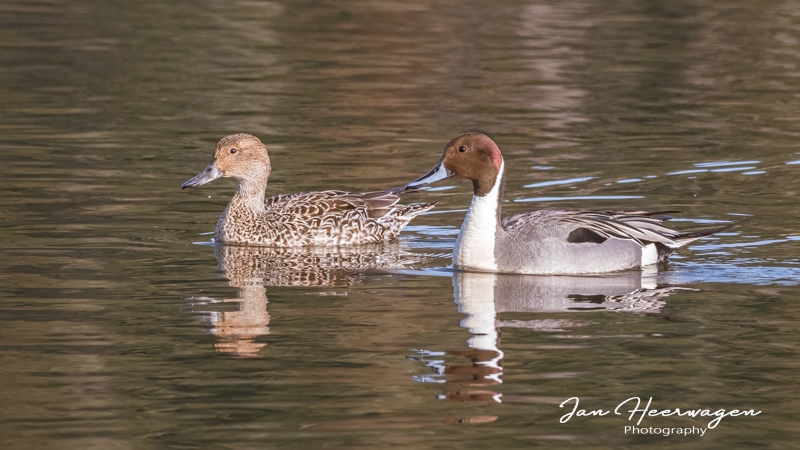 Jan HeerwagenMarshes, Lagoons & GardensMarch 16-31, 2025Mr. & Mrs. Northern Piintail