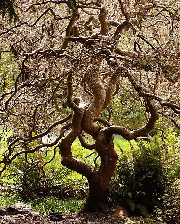 Willie HarvieMarshes, Lagoons and GardensMarch 16 - 31, 2025The Dancing Tree