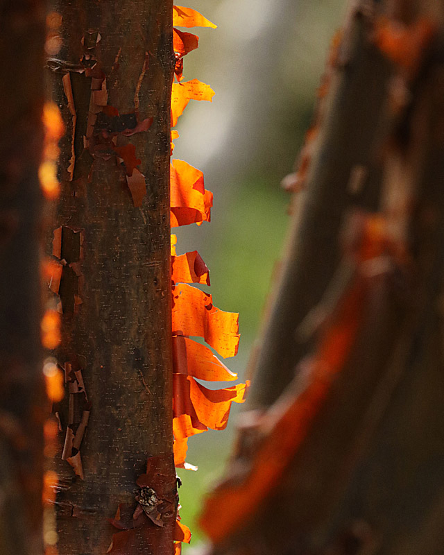 Willie HarvieMarshes, Lagoons & GardensMarch 16 - 31, 2025Paperbark Maple