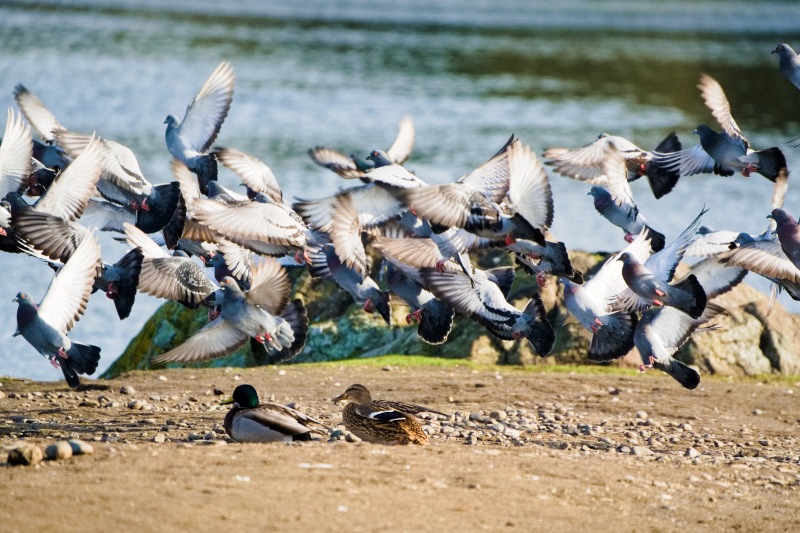 Marilyn JeffriesMarshes, Lagoons & GardensMarch 16 - 31, 2025Wish These Pigeons Would Settle Down
