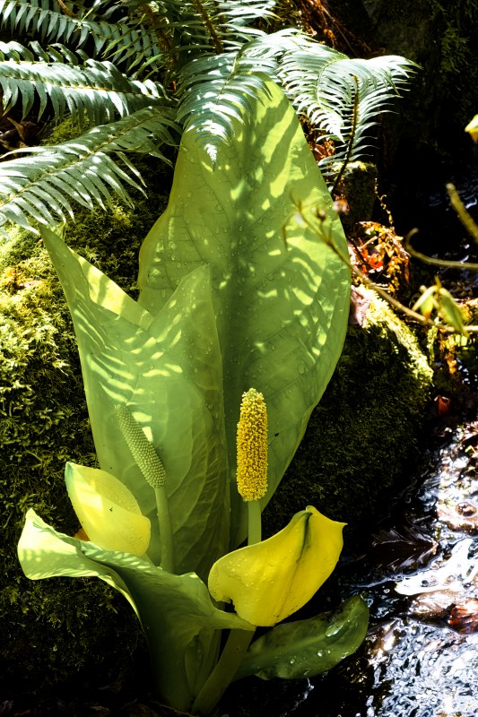 Marilyn JeffriesMarch 2025Too Exotic to be Called Skunk Cabbage