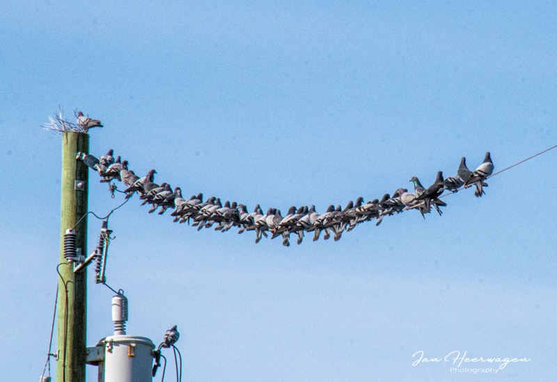 Jan HeerwagenMarch 2025Pigeons on a Wire