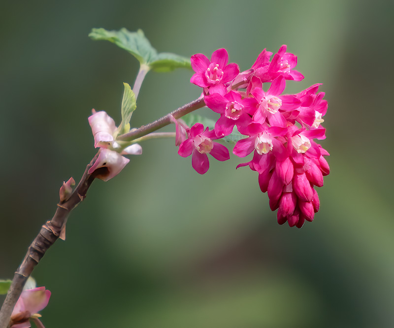 Carl ErlandApril 2025Red Flowering Current