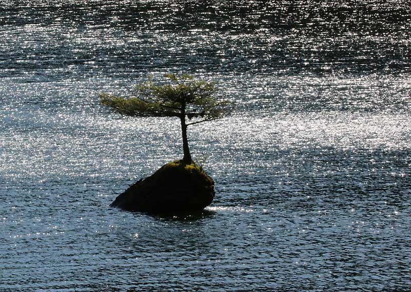 Willie HarvieTheme Water - April 1 - 15, 2025Fairy tree 