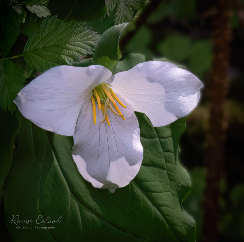 Racine ErlandApril 2025Save A Trillium, Pick A Daisy