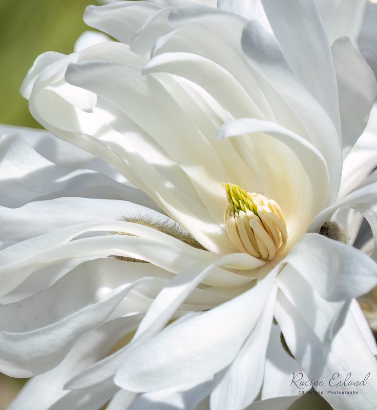 Racine ErlandApril 2025Close-up of a Star Magnoilia