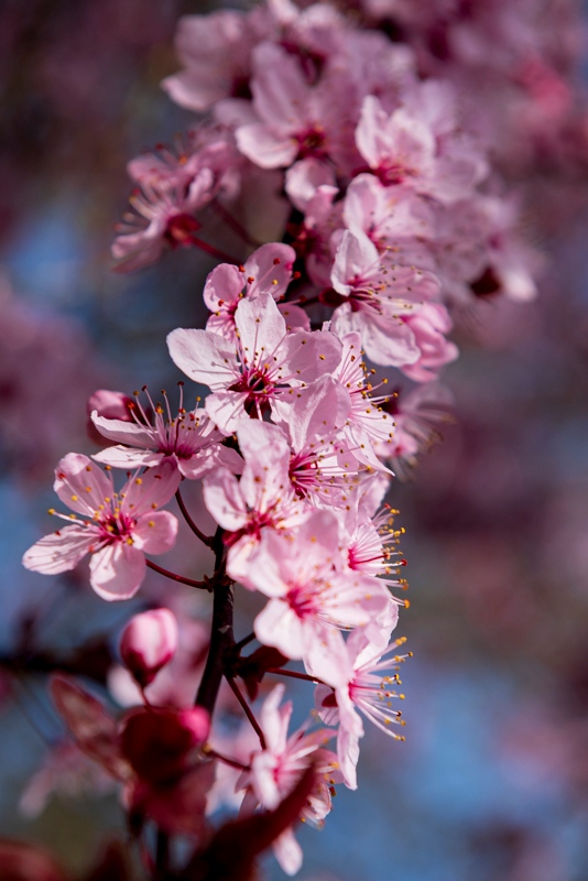 Randy BlakeApril 2025Blossoms