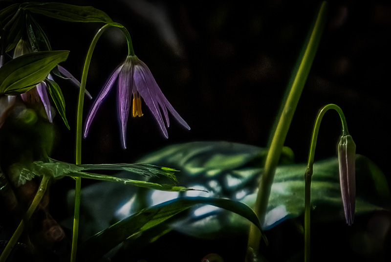 Carl ErlandApril 2025Forest Floor Beauty