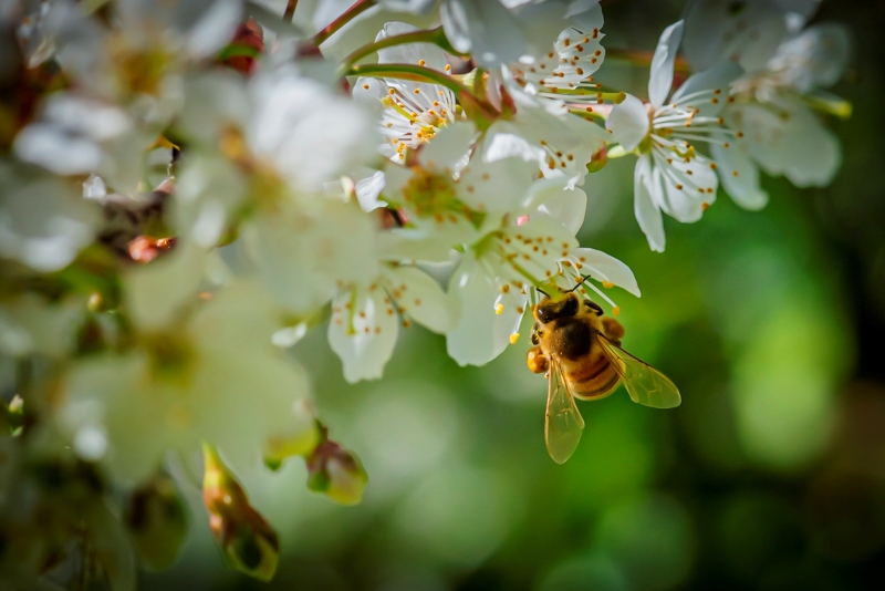 Randy BlakeApril 2025Busy Bee