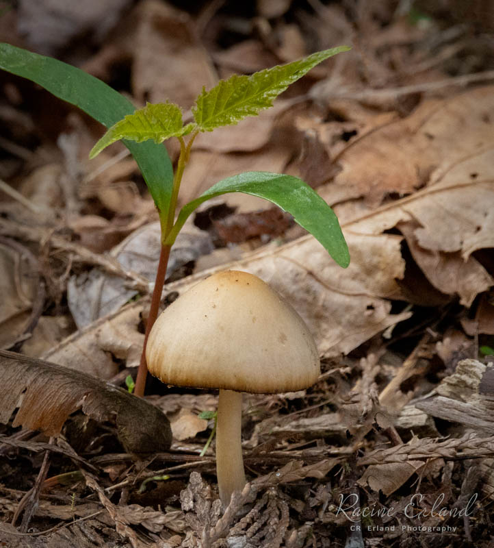 Racine ErlandTheme Macro - April 16-30, 2025Another Mysterious Spring Mushroom