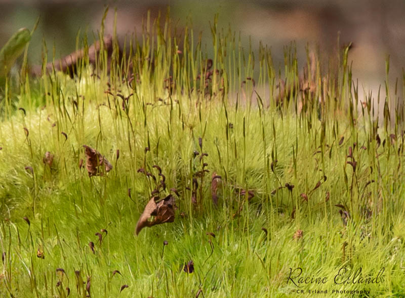 Racine ErlandTheme Macro - April 16-30, 2025Life in the Moss on a Log