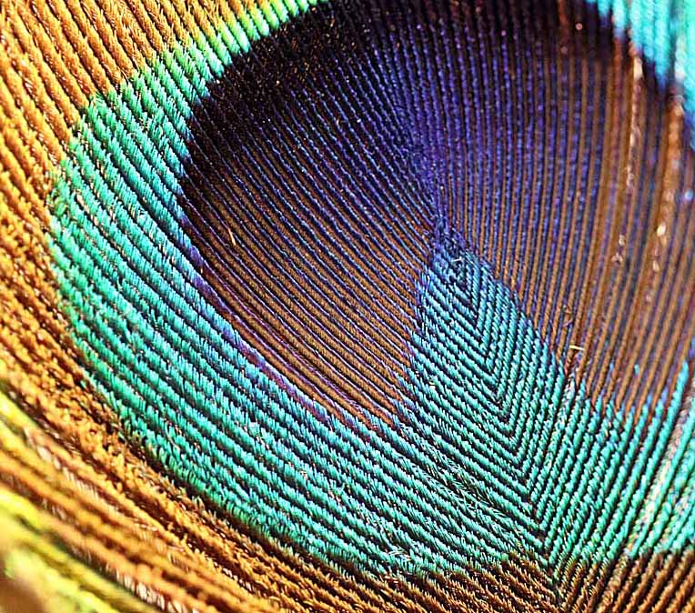 Willie HarvieTheme Macro - April 16 - 30, 2025Peacock feather