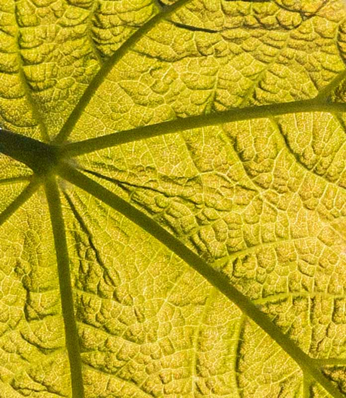 Carl ErlandTheme Macro - April 16 - 30, 2025Tectures of Broadleaf Maple