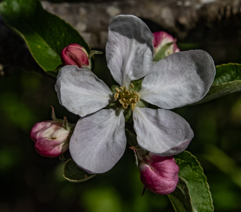 Carl ErlandTheme Macro - April 16 - 30, 2025Ambrosia Apple Blossom