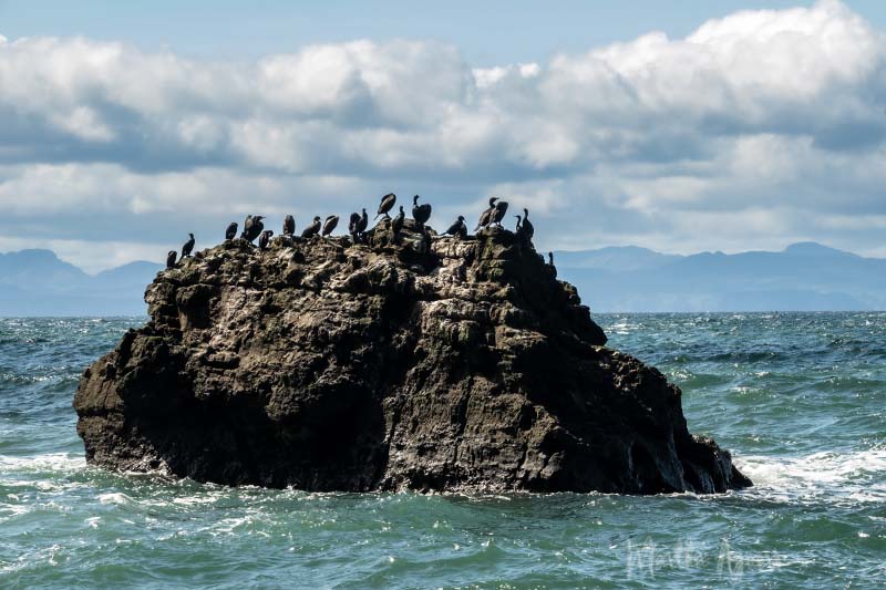 Martha AgueroTheme Water - April 1-15, 2025Crowded Islet