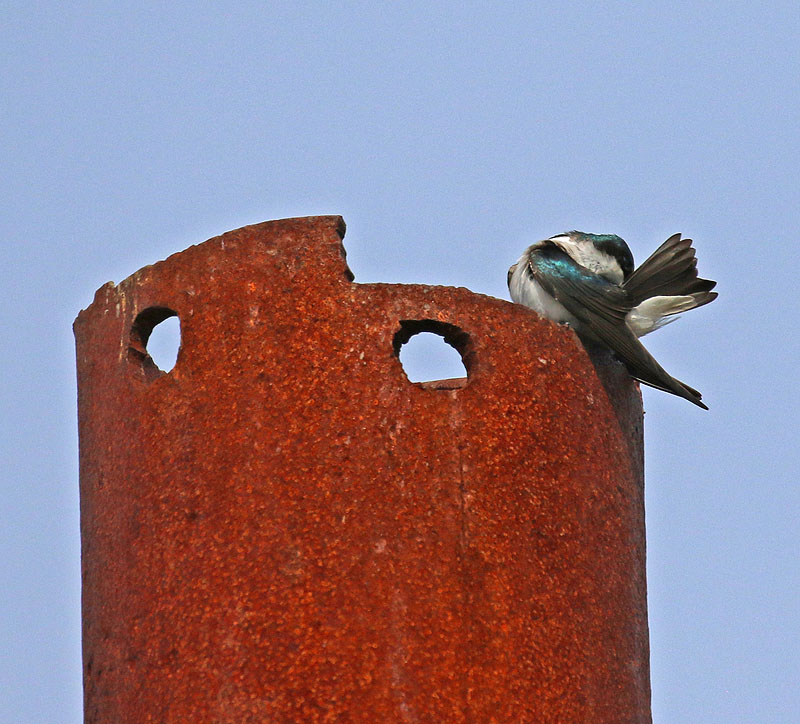 Willie HarvieApril 2025Tree Swallow