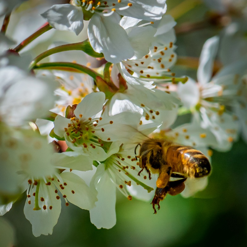 Randy BlakeTheme Macro - April 16 - 30, 2025Worker Bee