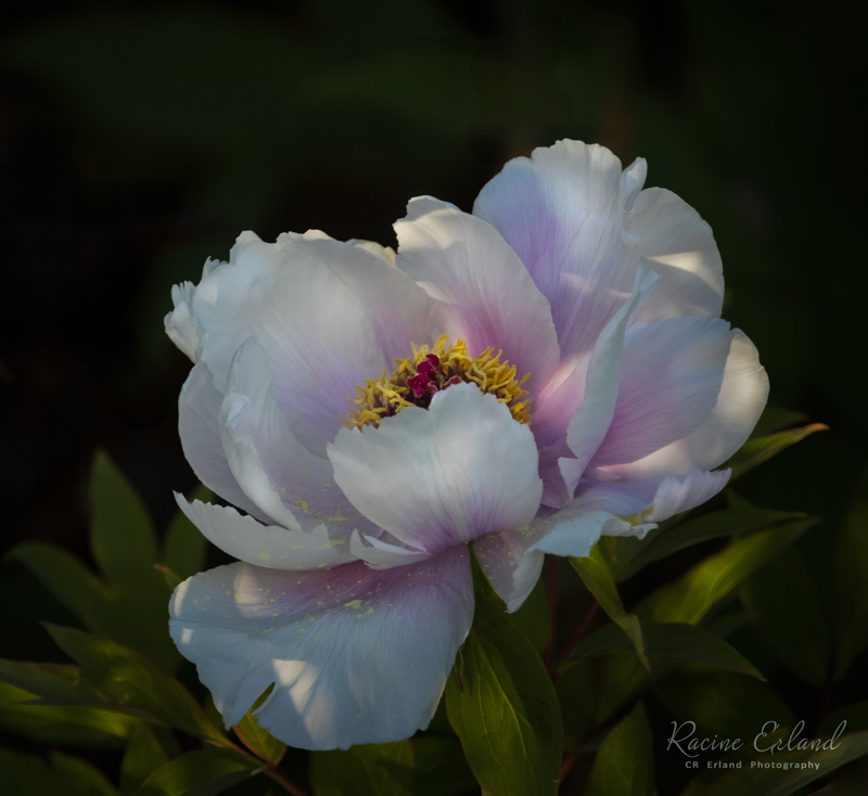 Photos of the Month - May 2025