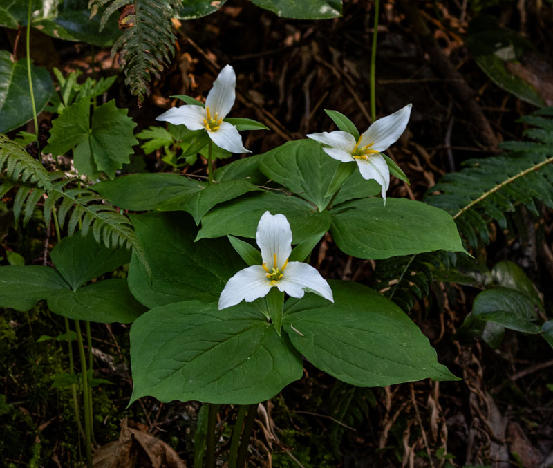 Carl ErlandTheme Wildflowers - May 1-17, 2025Trilliums