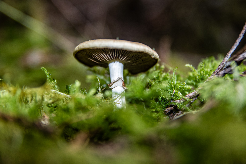 Carl ErlandMay 2025Mushroom