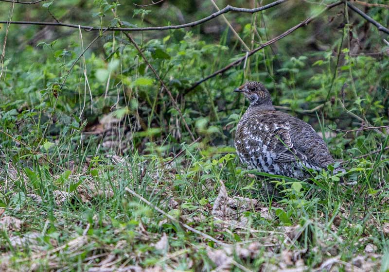 Carl ErlandMay 2025Grouse