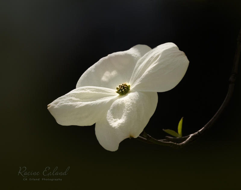 Photos of the Month - May 2025