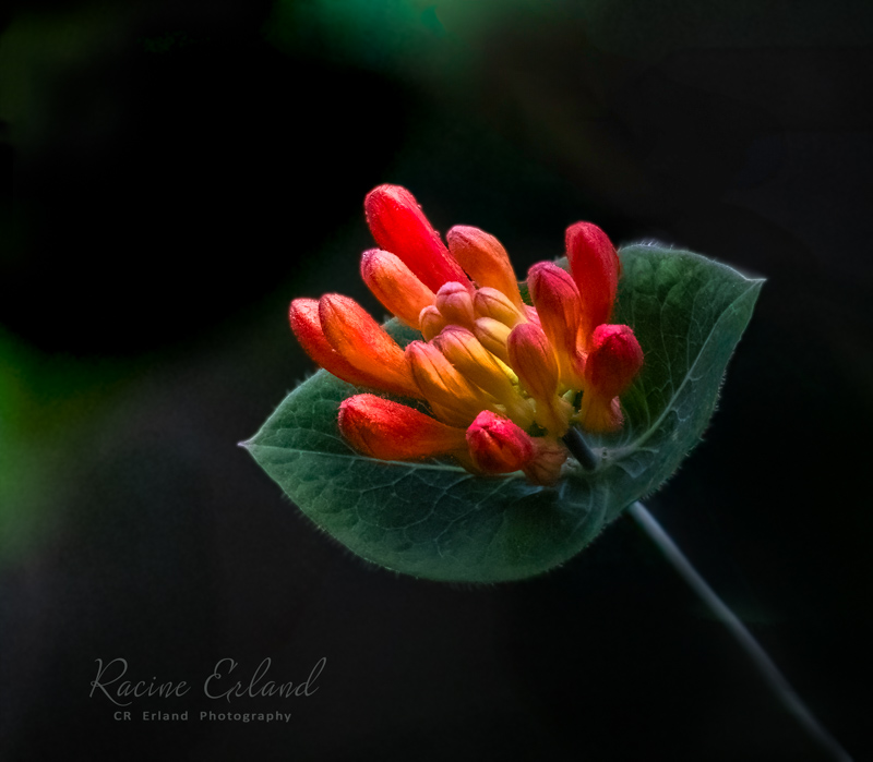 Racine ErlandTheme Wildflowers - May 1-17, 2025Trumpet Honeysuckle