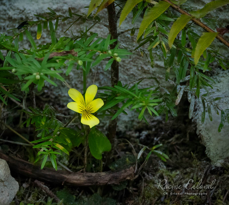 Racine ErlandTheme Wildflowers - May 1-17, 2025Johnny Jump Up