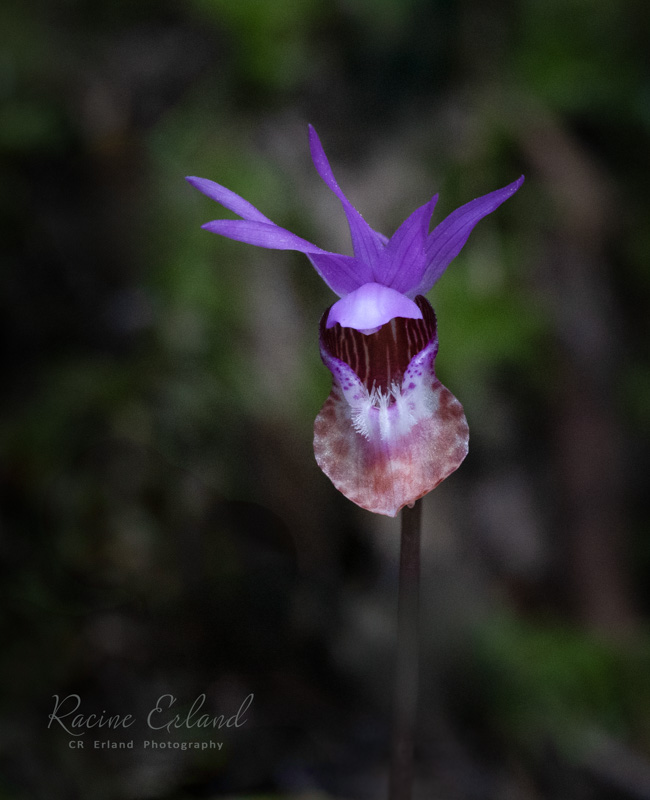 Racine ErlandTheme Wildflowers - May 1-17, 2025Western Lady Slipper